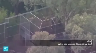 ببینید؛ چرا شیرها وحشی شدند؛ حملات شیرها به مردم در ترکیه، استرالیا و پاکستان!