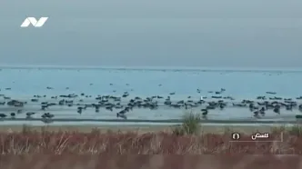 سرنوشت تلخ خلیج گرگان