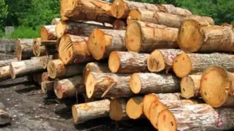 کشف یک تن چوب قاچاق در رباط کریم