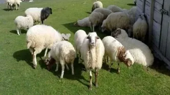 جدیدترین قیمت دام زنده در استان های مختلف امروز دوشنبه ۲۷ مردادماه ۱۴۰۴ + جدول قیمت دام زنده