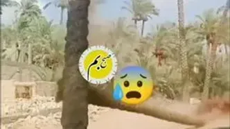 ببینید؛ لحظه شکسته شدن کمر نخل خرما در بم