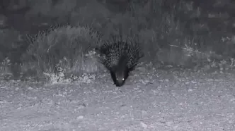 همزیستی حیات وحش در شپارک ملی بمو