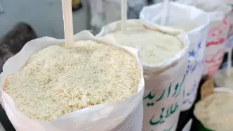 راز گرانی برنج مشخص شد