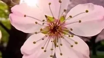 فال ابجد 26 مرداد