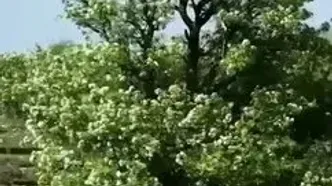 خرم‌آباد، نگین سبز لرستان