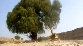 ویدئوی فاجعه درخت‌کُشان در هرمزگان وایرال شد!