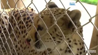 ببینید؛ راز طول عمر استثنایی یک یوزپلنگ ماده