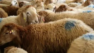 جدول قیمت دام زنده امروز دوشنبه ۲۰ مرداد ۱۴۰۴ + جدیدترین قیمت گوسفنده زنده دوشنبه