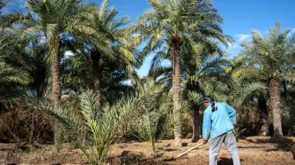 وزارت جهاد کشاورزی برای نخلداران آبادان برنامه حمایتی اجرا می‌کند