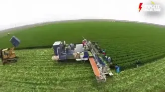 ببینید؛ مراحل کاشت، برداشت و فرآوری صدها تن کرفس در آمریکای جنوبی