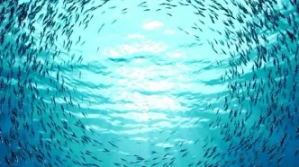 تحفه؛ ناجی سفره‌ها بعد از طوفان الاقصی