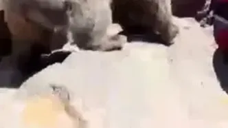 سیلی زدن خرس به یک دختر در مشکین‌شهر