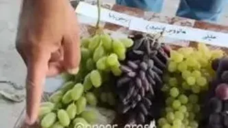 فیلم معرفی چند نوع انگور محبوب دنیا