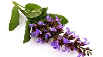 این دمنوش، نوشداروی مقابله با بی‌خوابی است