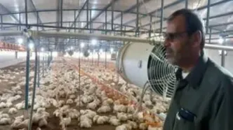 ماجرای خفه کردن مرغ‌ها با گاز در مرغداری‌ها