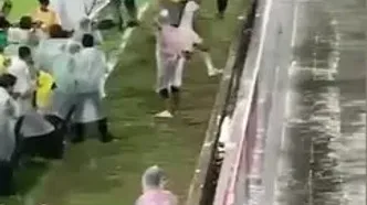 شادی گل احمقانه
