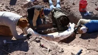 کنده درختی که گنج از آب درآمد!