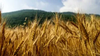 کاهش قابل توجه خرید گندم از سوی دولت