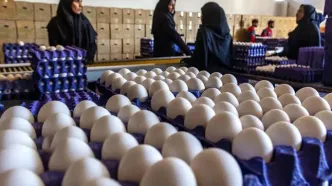 قطعی برق؛ دلیل اصلی افزایش صادرات تخم مرغ