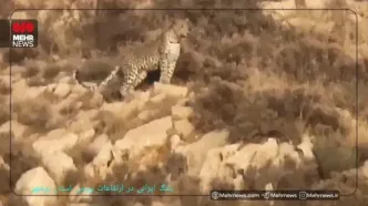 ببینید؛ پلنگ ایرانی در ارتفاعات استان بوشهر