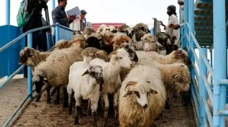 قیمت دام زنده امروز شنبه 18 مرداد/ گوسفند زنده کیلویی 330 هزار تومان