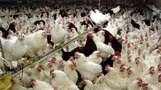 ماجرای خفه کردن مرغ‌ها با گاز در مرغداری‌ها