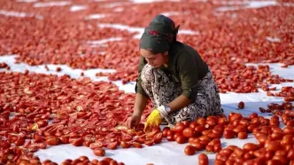 تصاویری دیدنی از خشک‌کردن گوجه‌فرنگی در دیاربکر