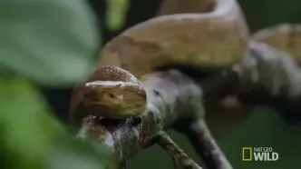 جزیره خطرناکی که در هر قدمش یک مار وجود دارد!