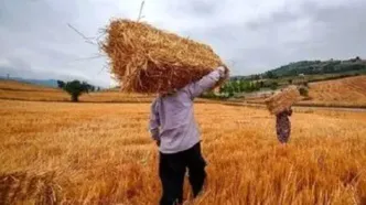 پرداخت بیش از ۷۳ درصد از مطالبات گندمکاران توسط دولت