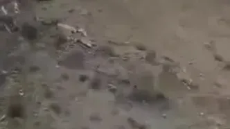 گردش خرس سیاه آسیایی در هرمزگان