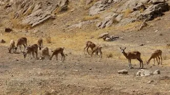 تصاویر؛ افتتاح پاسگاه محیط‌بانی در شرق تهران