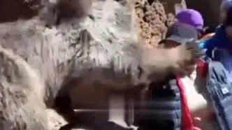لحظه سیلی زدن خرس به یک دختر در مشگین‌شهر