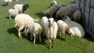 جدول آخرین قیمت دام زنده؛ گوسفند و گوساله گران شدند