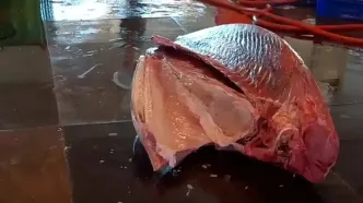 ببینید؛ برش استادانه ماهی تن غول پیکر 473 کیلوگرمی توسط ماهی فروش تایوانی