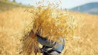 برگزاری جلسه کمیسیون تخصصی درباره تعیین نرخ تضمینی گندم