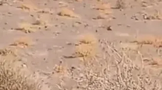 مشاهده ۲ یوزپلنگ آسیایی در منطقه توران