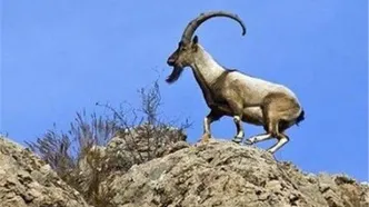 تقلید حرکات یوگا توسط بُز باهوش