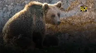 کوهنوردان خرس سبلان را از طبیعت حذف کردند