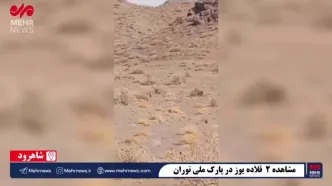 مشاهده ۲ قلاده یوزپلنگ در پارک ملی توران