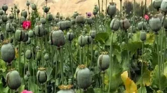 لزوم بازگشت ایران به کشت قانونی خشخاش برای تأمین مواد اولیه دارویی