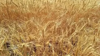 گندم به جای خوراک دام؛ پیامد تأخیر در پرداخت مطالبات گندمکاران