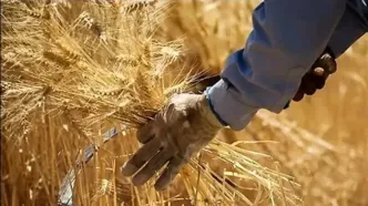 پس از تاکیدات رئیس قوه قضائیه ۲۱ همت دیگر به حساب گندمکاران واریز شد