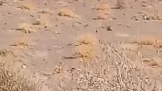 مشاهدۀ ۲ قلاده یوزپلنگ آسیایی در منطقۀ توران