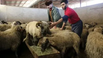 جدول قیمت دام زنده امروز شنبه۱۸ مردادماه ۱۴۰۴ |  قیمت گوسفند و گوساله تا آسمان رفت!