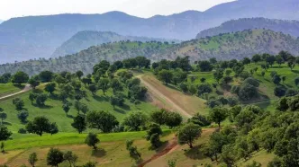 تصویر غم‌انگیزی که از جنگل‌های ایلام ثبت شد