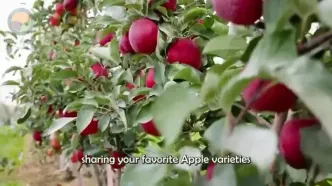 ببینید؛ مراحل کاشت، برداشت و فرآوری هزاران تن سیب و تولید آبمیوه در نیوزیلند