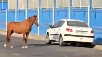 ماجرای اسب‌های سرگردان مقابل کمپ باشگاه استقلال چه بود؟