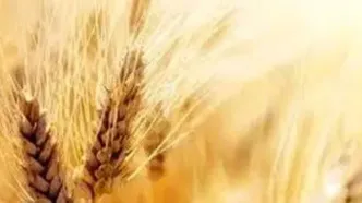 واریز ۱۱۵ هزار میلیارد تومان به حساب  کشاورزان
