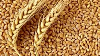 خرید تضمینی گندم از مرز ۷.۲ میلیون تن گذشت
