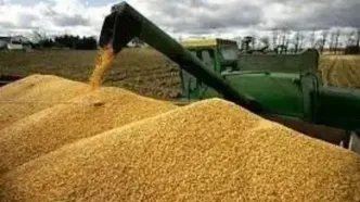 آخرین خبر از خرید تضمینی گندم امروز چهارشنبه ۱۵ مرداد ماه ۱۴۰۴ | از پرداخت مطالبات گندمکاران چه خبر؟
